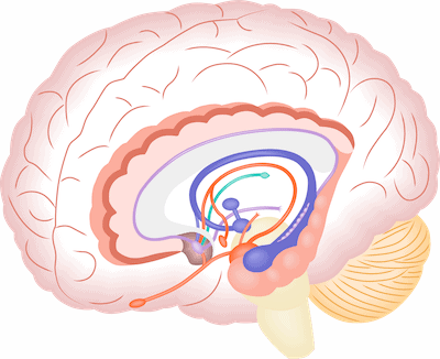 A diagram of the limbic system